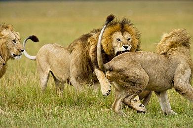 华为鸿蒙适配游戏破12000款 《植物大战僵尸3》等首发